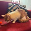 Porto, lieber Kater sucht Familie