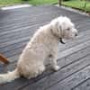 Jerry sucht dringend neues zu Hause