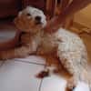 Jerry sucht dringend neues zu Hause