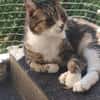 Hübscher älterer Kater Little Un