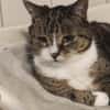 Hübscher älterer Kater Little Un