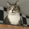 Hübscher älterer Kater Little Un