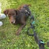Mina💜💜💜 Für-immer-Zuhause gesucht