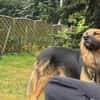 Schäferhundmix Paddington