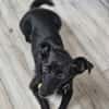 Fifi, wunderbarer Hundemann, 7J 49326