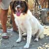 DORIAN - ausgeglichener Hundebub......