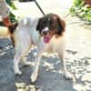DORIAN - ausgeglichener Hundebub......