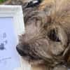 Knopfauge Cedric sucht dich!