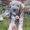 Knopfauge Cedric sucht dich!