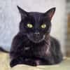 Cachou