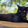 Cachou