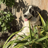 Frida