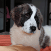 Frida