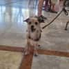 Pilou