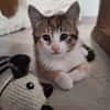 Myrtille
