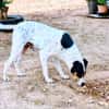 AIREN (Animalcazar)