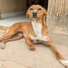 CEREZA (Animalcazar)2