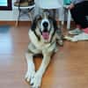 ORION (Animalcazar)