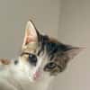 Ganasha, femelle, chat européen, née le 15/04/2025 🐱