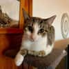 Ganasha, femelle, chat européen, née le 15/04/2025 🐱