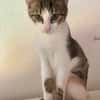 Ganasha, femelle, chat européen, née le 15/04/2025 🐱