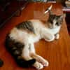 Ganasha, femelle, chat européen, née le 15/04/2025 🐱