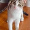 Ganasha, femelle, chat européen, née le 15/04/2025 🐱