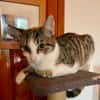 Ganasha, femelle, chat européen, née le 15/04/2025 🐱