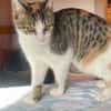 Ganasha, femelle, chat européen, née le 15/04/2025 🐱