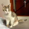Ganasha, femelle, chat européen, née le 15/04/2025 🐱