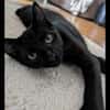 CHOUKY