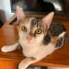 Ama, femelle, chat européen, née le 15/04/2025 🐱
