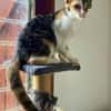 Ama, femelle, chat européen, née le 15/04/2025 🐱
