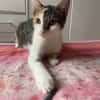 Ama, femelle, chat européen, née le 15/04/2025 🐱