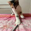 Ama, femelle, chat européen, née le 15/04/2025 🐱