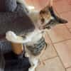 Ama, femelle, chat européen, née le 15/04/2025 🐱