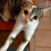 Ama, femelle, chat européen, née le 15/04/2025 🐱