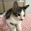 Arturo, mâle, chat européen, né le 09/06/2025 🐱