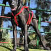DRAGO