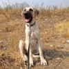 DAMA (union animal)