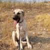 DAMA (union animal)
