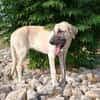 DAMA (union animal)