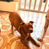 MAX (101 huellas)