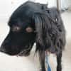 HANNAH (union animal)