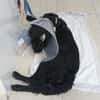 HANNAH (union animal)
