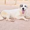RIO (AnimalCazar)