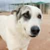 RIO (AnimalCazar)