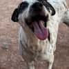 SYRAH (AnimalCazar)