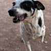 SYRAH (AnimalCazar)