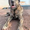 THOR (Animalcazar)